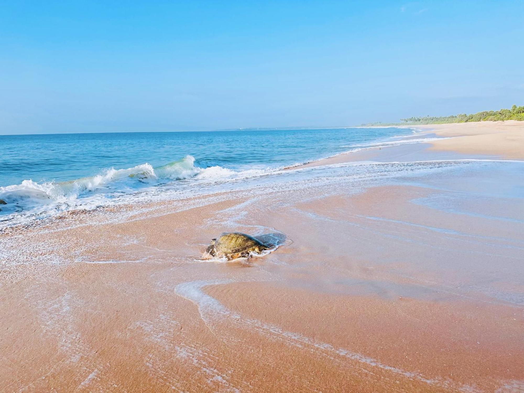 Shine Wave Turtle Beach Tangalle Eksteriør billede