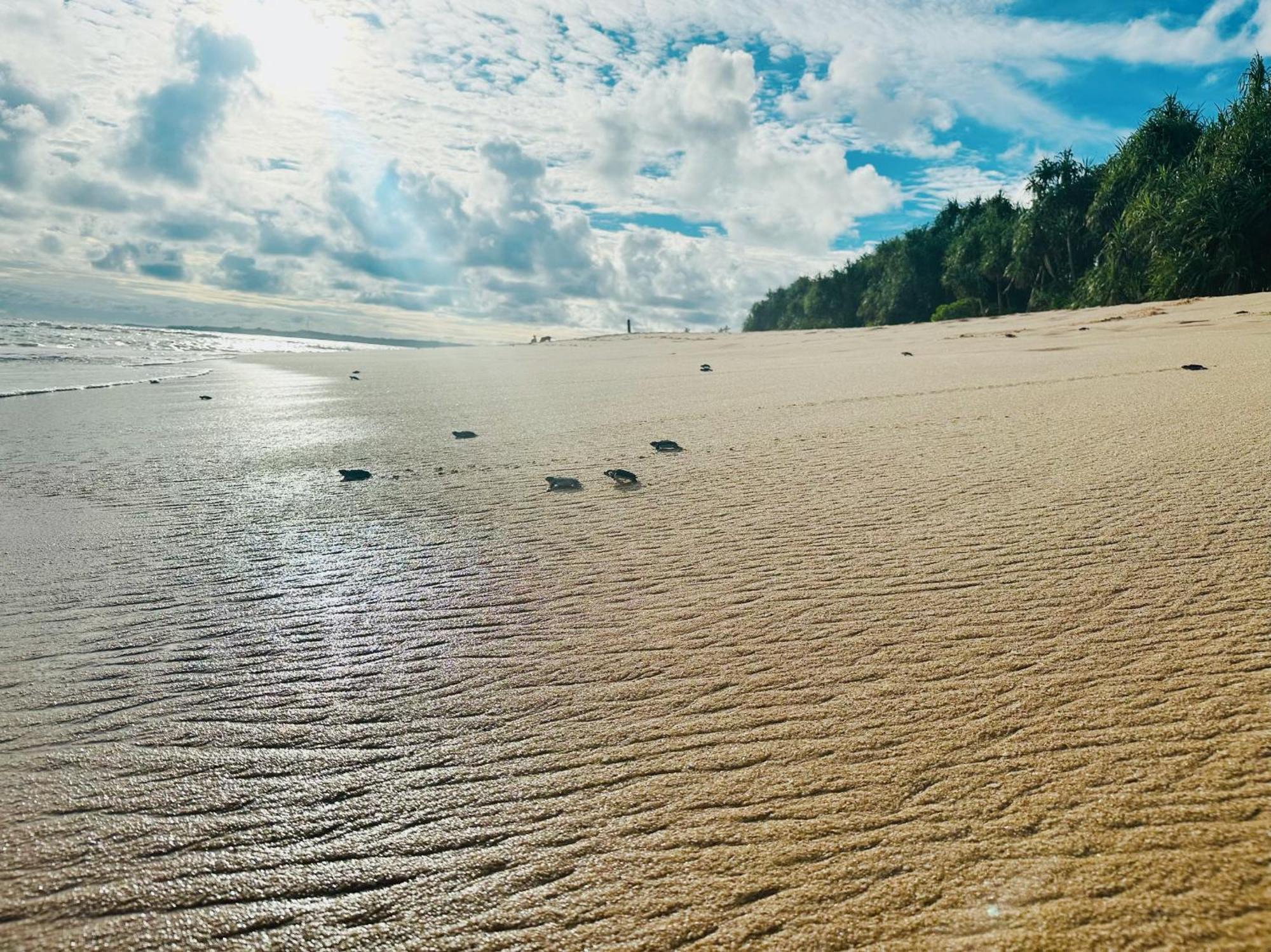Shine Wave Turtle Beach Tangalle Eksteriør billede